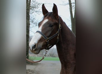 Westfale, Wallach, 3 Jahre, 170 cm, Dunkelfuchs