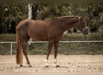 Westfale, Wallach, 3 Jahre, 170 cm, Dunkelfuchs