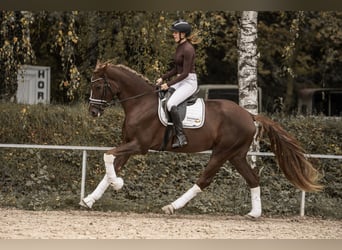 Westfale, Wallach, 3 Jahre, 170 cm, Dunkelfuchs