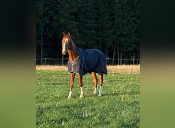 Westfale, Wallach, 3 Jahre, 170 cm, Fuchs