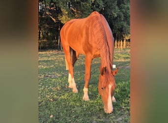 Westfale, Wallach, 3 Jahre, 170 cm, Fuchs
