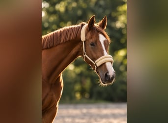 Westfale, Wallach, 3 Jahre, 170 cm, Fuchs