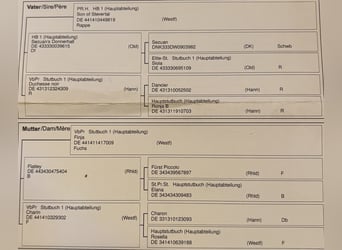 Westfale, Wallach, 3 Jahre, 170 cm, Fuchs