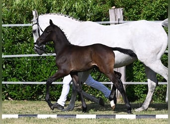 Westfale, Wallach, 3 Jahre, 170 cm, Rappschimmel