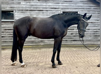 Westfale, Wallach, 3 Jahre, 171 cm, Rappe