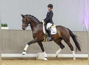 Westfale, Wallach, 3 Jahre, 171 cm, Schwarzbrauner