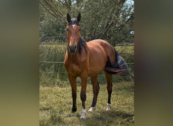 Westfale, Wallach, 3 Jahre, 172 cm, Brauner