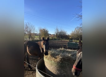 Westfale, Wallach, 3 Jahre, 172 cm, Dunkelbrauner