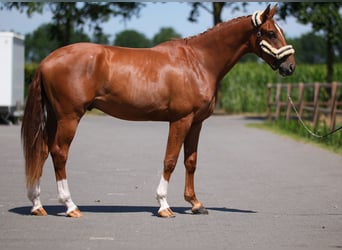 Westfale, Wallach, 3 Jahre, 172 cm, Fuchs