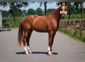 Westfale, Wallach, 3 Jahre, 172 cm, Fuchs