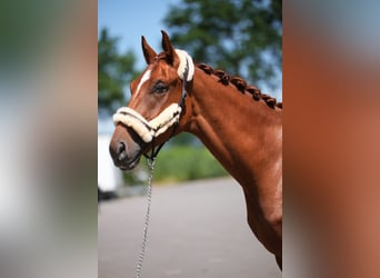 Westfale, Wallach, 3 Jahre, 172 cm, Fuchs