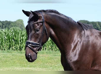 Westfale, Wallach, 3 Jahre, 172 cm, Rappe