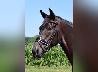 Westfale, Wallach, 3 Jahre, 172 cm, Rappe