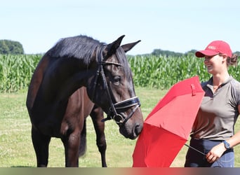 Westfale, Wallach, 3 Jahre, 172 cm, Rappe