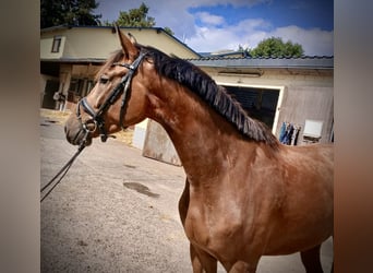 Westfale, Wallach, 3 Jahre, 172 cm, Rotbrauner