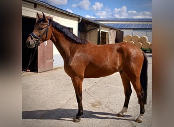 Westfale, Wallach, 3 Jahre, 172 cm, Rotbrauner