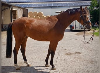 Westfale, Wallach, 3 Jahre, 172 cm, Rotbrauner