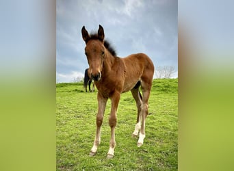 Westfale, Wallach, 3 Jahre, 172 cm, Rotbrauner