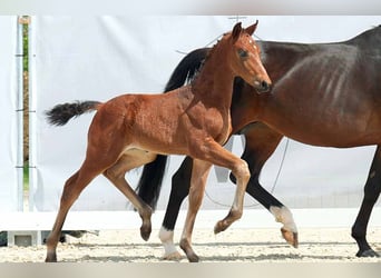 Westfale, Wallach, 3 Jahre, 173 cm, Brauner