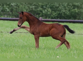 Westfale, Wallach, 3 Jahre, 173 cm, Brauner