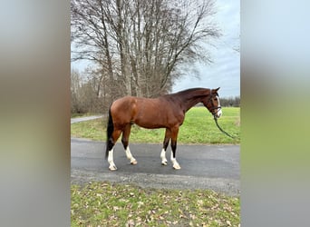 Westfale, Wallach, 3 Jahre, 173 cm, Brauner