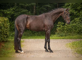 Westfale, Wallach, 3 Jahre, 173 cm, Dunkelbrauner