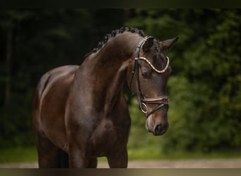 Westfale, Wallach, 3 Jahre, 173 cm, Dunkelbrauner