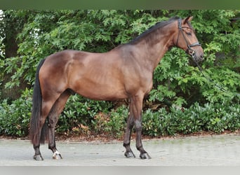 Westfale, Wallach, 3 Jahre, 173 cm, Dunkelbrauner