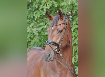 Westfale, Wallach, 3 Jahre, 173 cm, Dunkelbrauner