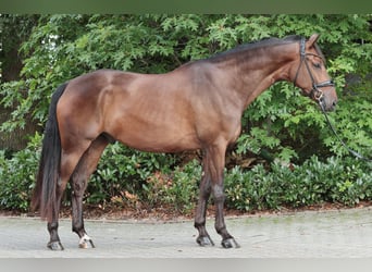 Westfale, Wallach, 3 Jahre, 173 cm, Dunkelbrauner