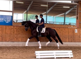 Westfale, Wallach, 3 Jahre, 174 cm, Rappe