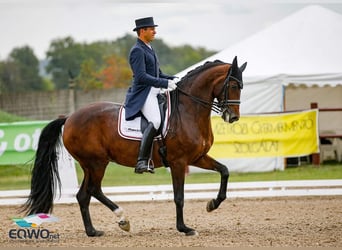 Westfale, Wallach, 3 Jahre, 175 cm, Brauner
