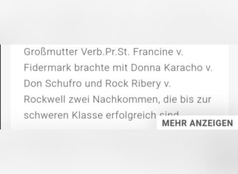 Westfale, Wallach, 3 Jahre, 175 cm, Brauner