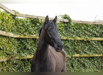 Westfale, Wallach, 3 Jahre, 175 cm, Dunkelbrauner