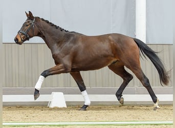 Westfale, Wallach, 3 Jahre, Brauner