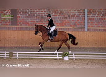 Westfale, Wallach, 3 Jahre, Brauner