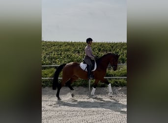 Westfale, Wallach, 3 Jahre