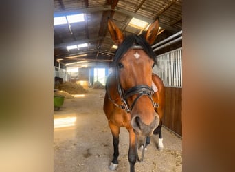 Westfale, Wallach, 3 Jahre