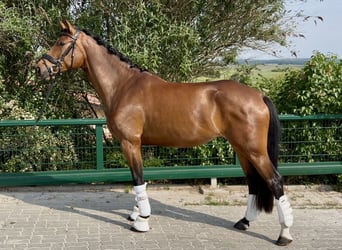 Westfale, Wallach, 3 Jahre