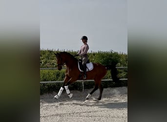 Westfale, Wallach, 3 Jahre