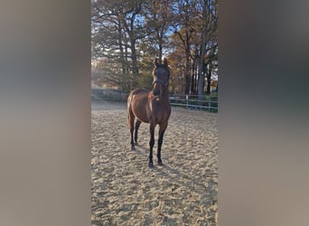 Westfale, Wallach, 3 Jahre, Dunkelbrauner