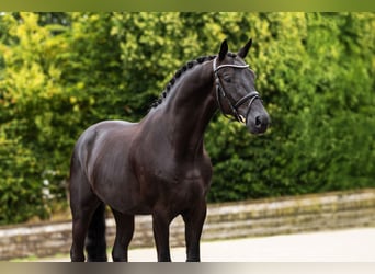 Westfale, Wallach, 3 Jahre, Rappe