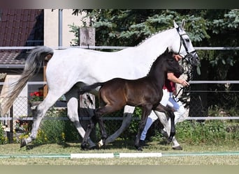 Westfale, Wallach, 3 Jahre, Rappschimmel