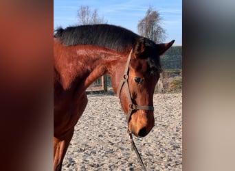 Westfale, Wallach, 3 Jahre