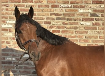 Westfale, Wallach, 4 Jahre, 154 cm, Brauner