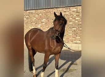 Westfale, Wallach, 4 Jahre, 154 cm, Brauner