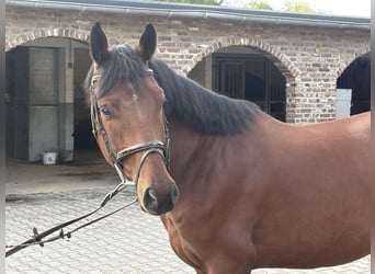 Westfale, Wallach, 4 Jahre, 154 cm, Brauner
