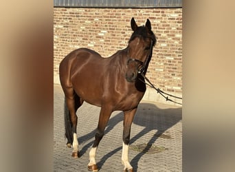 Westfale, Wallach, 4 Jahre, 154 cm, Brauner