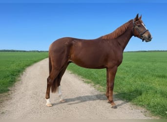 Westfale, Wallach, 4 Jahre, 154 cm, Fuchs