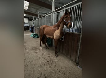 Westfale, Wallach, 4 Jahre, 155 cm, Fuchs